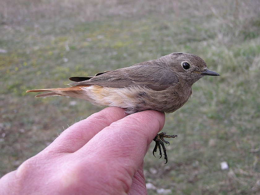 Black Redstart, Sundre 20050511